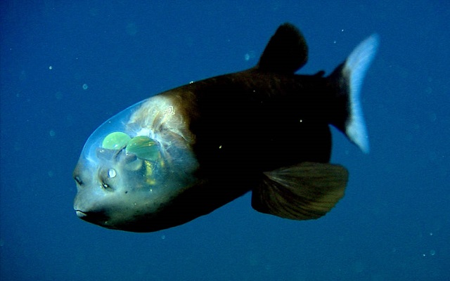 Macropinna-microstoma Conheça o peixe da cabeça transparente