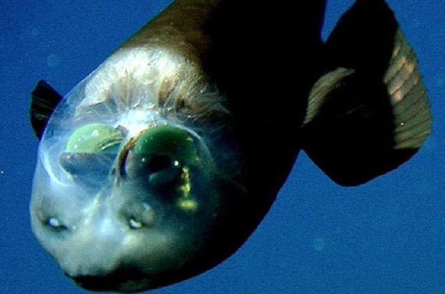 Macropinna-microstoma1 Conheça o peixe da cabeça transparente