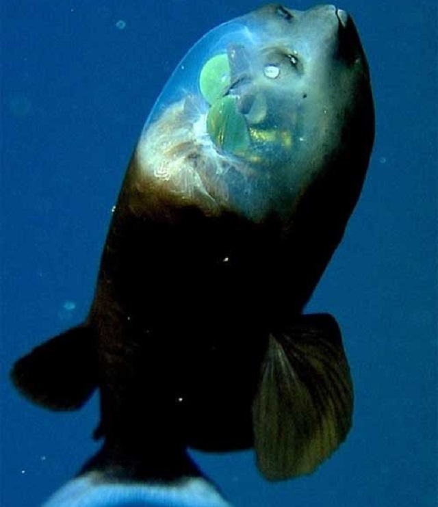 Macropinna-microstoma3 Conheça o peixe da cabeça transparente