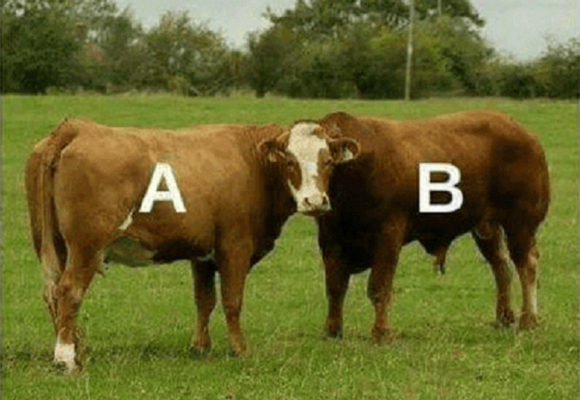 De-qual-vaca-e-a-cabeca Desafio: De qual vaca é a cabeça?