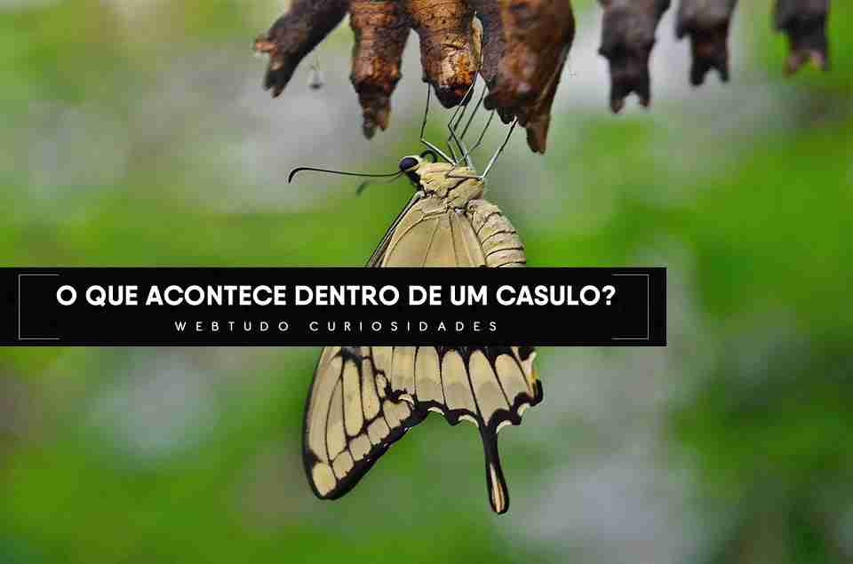 O Que Acontece Dentro De Um Casulo De Borboleta Webtudo Curiosidades