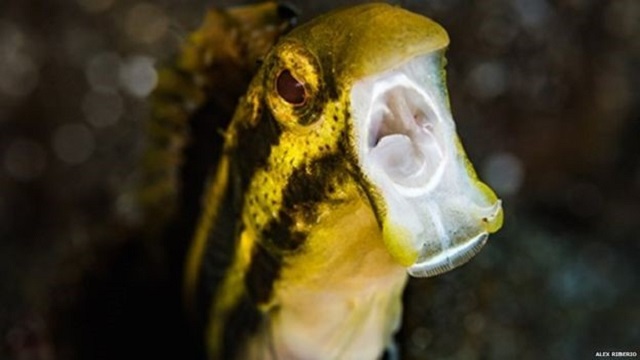 peixinho-droga-seus-predadores-com-mordida-de-heroina1 O peixinho que droga seus predadores com "mordida de heroína"