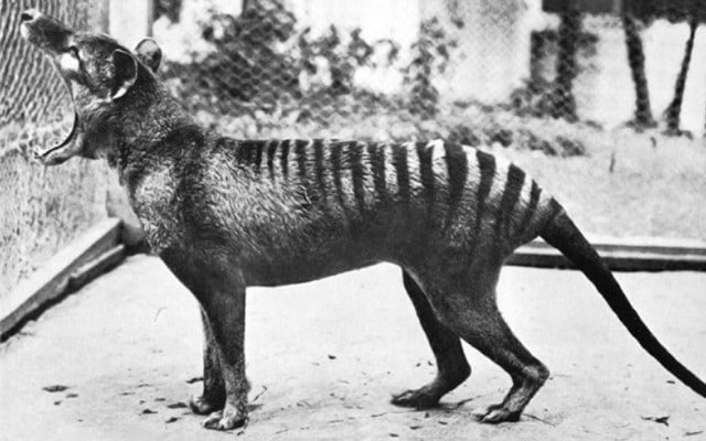 tigre-da-tasmania1 A história do curioso e extinto tigre-da-tasmânia
