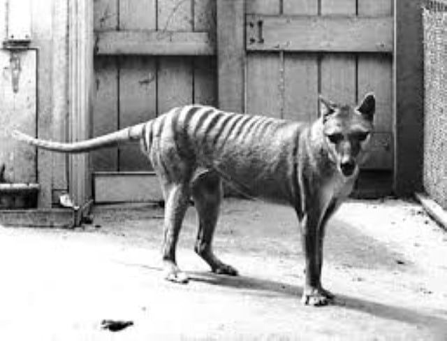 tigre-da-tasmania3 A história do curioso e extinto tigre-da-tasmânia