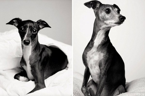 caes-antes-e-depois-de-envelhecerem1 Um projeto de fotografia mostra como os cães envelhecem