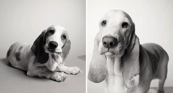 caes-antes-e-depois-de-envelhecerem12 Um projeto de fotografia mostra como os cães envelhecem