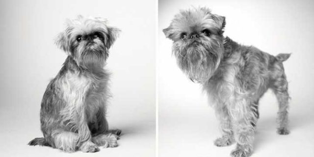 caes-antes-e-depois-de-envelhecerem13-640x320 Um projeto de fotografia mostra como os cães envelhecem