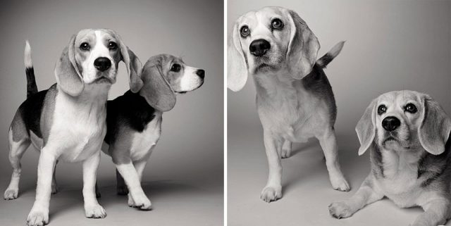 caes-antes-e-depois-de-envelhecerem5-640x321 Um projeto de fotografia mostra como os cães envelhecem
