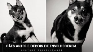 Um projeto de fotografia mostra como os cães envelhecem