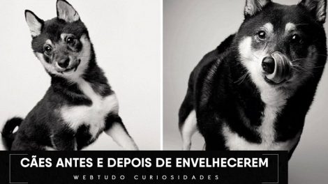 Um projeto de fotografia mostra como os cães envelhecem