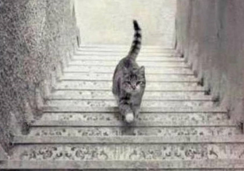 O-gato-esta-descendo-ou-subindo-a-escada-1 Desafio: O gato está descendo ou subindo a escada?