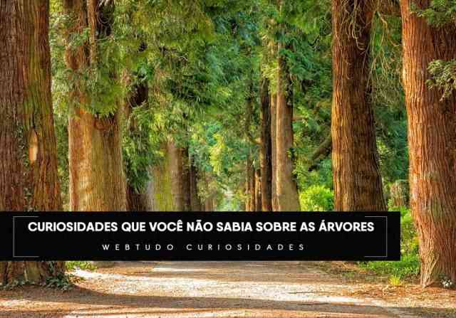 4 Curiosidades Que Você Não Sabia Sobre As árvores - Webtudo Curiosidades