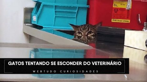 Imagens engraçadas de gatos se escondendo do veterinário