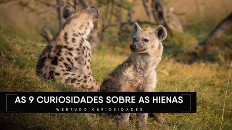 curiosidades sobre as hienas