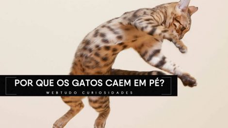 por que os gatos caem em pe